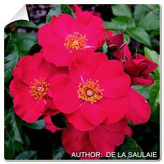 Roseira 'Pink Flash'